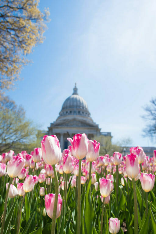 Madison Wisconsin and Tulips